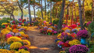 🌼 파주 벽초지수목원 국화축제: 볼거리·관람 동선·입장료·주변 명소