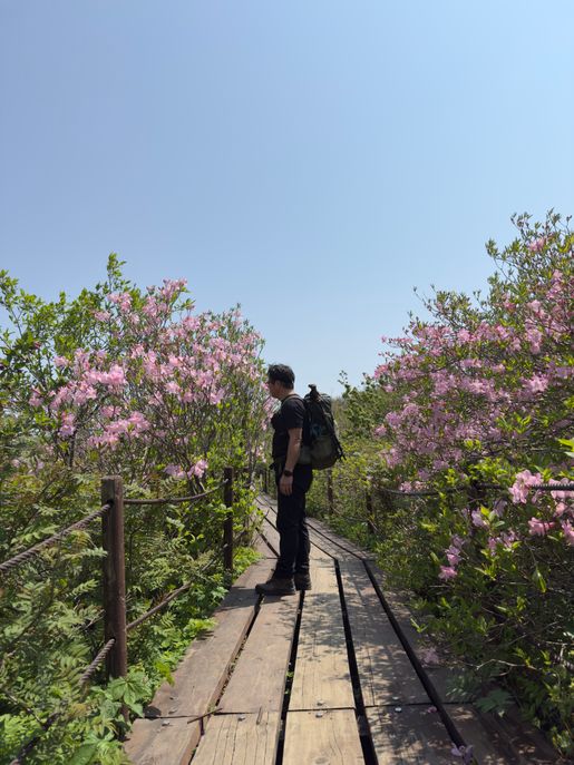 연분홍 철쭉이 핀 연화봉 능선 데크길