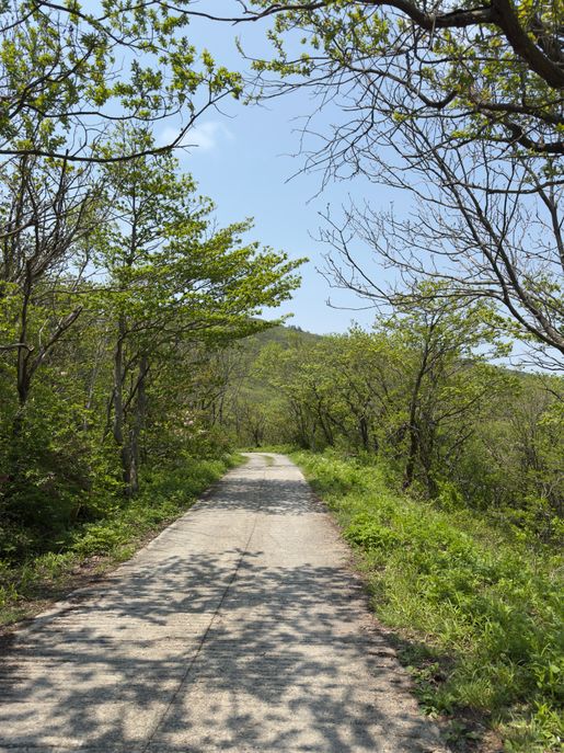 경사는 완만하지만 그늘이 적은 죽령 코스의 포장 산책로