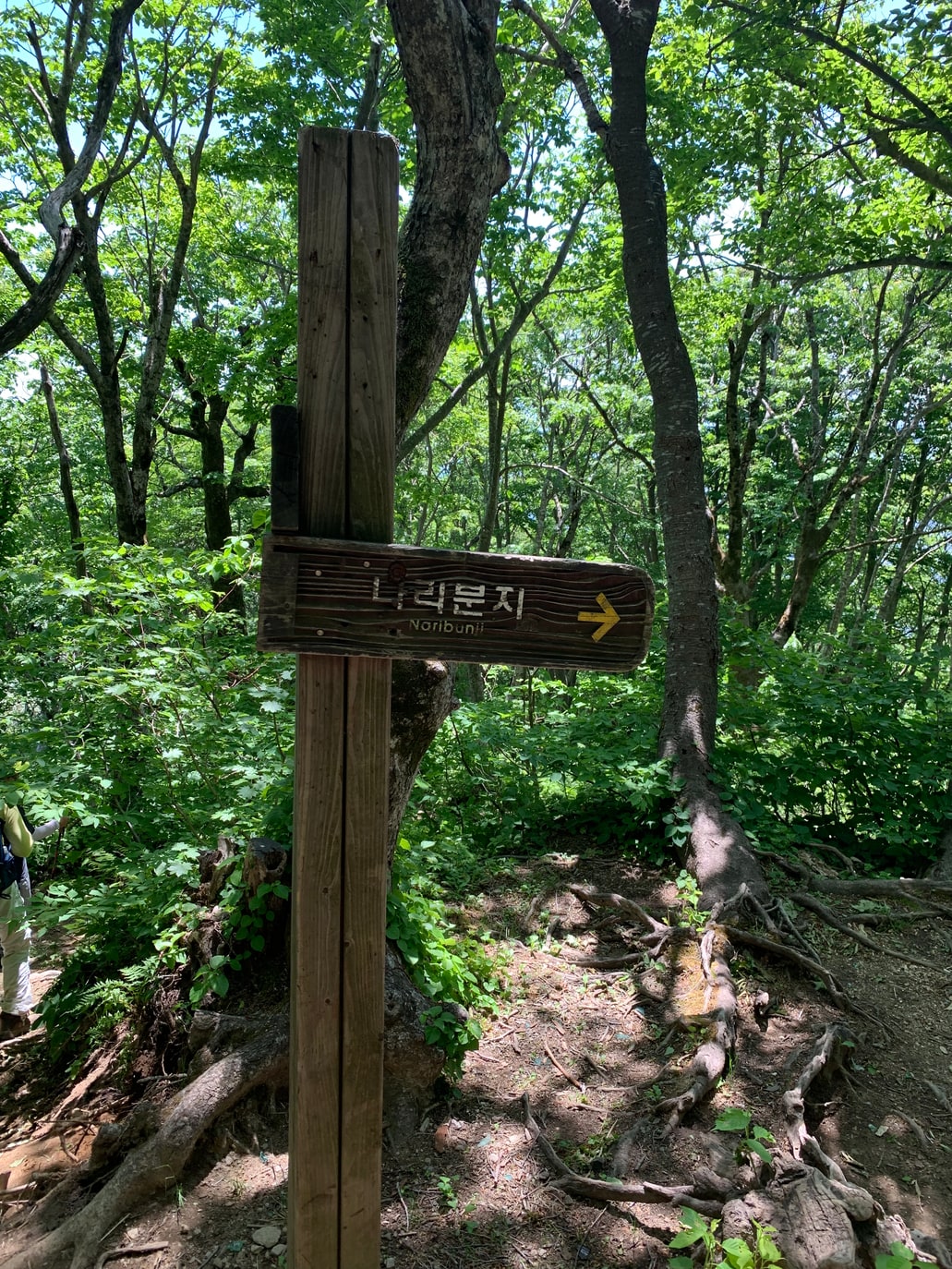 나리분지 방향을 알려 주는 나무 이정표