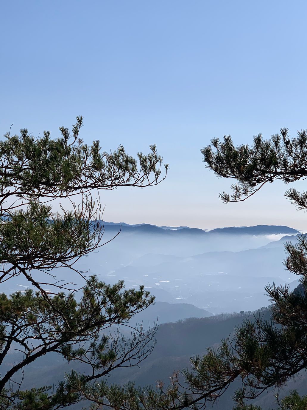 소나무 가지 사이로 내려다본 운해 낀 산줄기