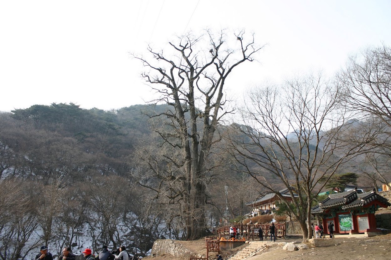 잎이 진 겨울, 용문사 앞에 우뚝 선 천 년 은행나무